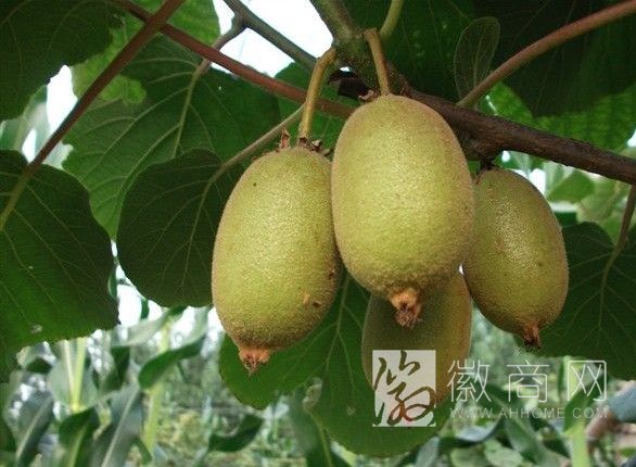<a href='display.asp?id=7211' target='_blank'>合肥工业大学</a>成功破解中华猕猴桃基因组序列 中华猕猴桃