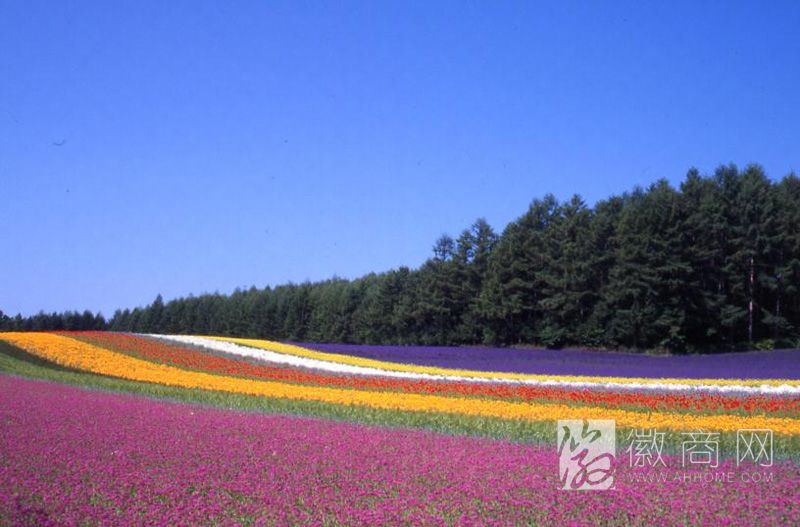 合肥高新区 <a href='display.asp?id=7560'  target='_blank'>四季花海</a> 投资