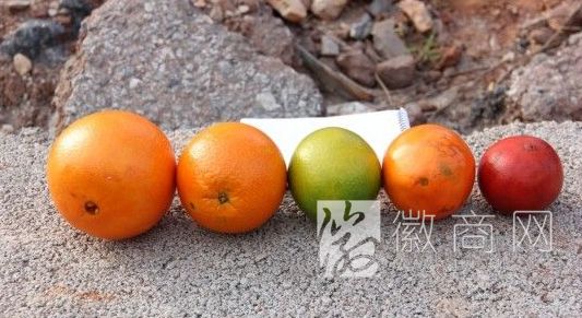 赣南脐橙 “催熟染色”赣南脐橙 周谷堆
