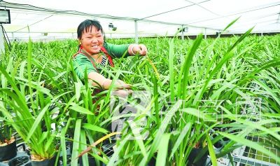 安徽兰之洲<a href='display.asp?id=11790' target='_blank'>农业</a>生态园落户庐江 技术人员对温室大棚花卉进行精心管理