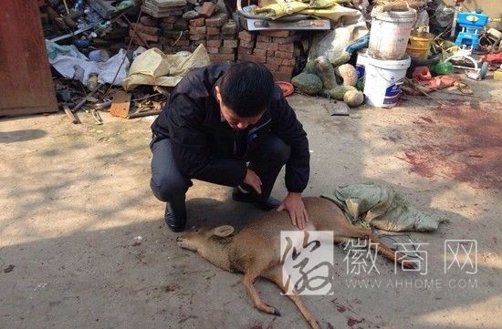 长丰老夫妻公路边捡到受重伤河麂 受伤河麂躺在院子里