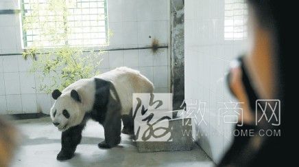 大熊猫亮亮体检结束 大熊猫亮亮