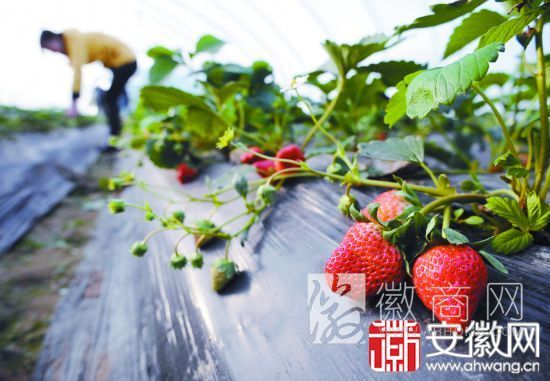 <a href='display.asp?id=14024' target='_blank'>肥西</a>草莓 草莓