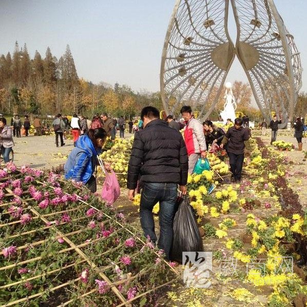蚌埠金秋菊花展 市民哄抢鲜花