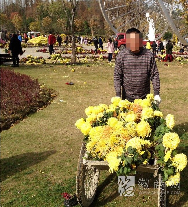 蚌埠金秋菊花展 市民哄抢鲜花