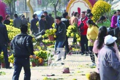 市民“哄抢”菊花 市民“抢”菊花