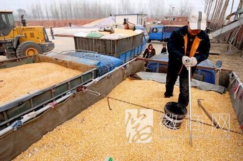 购粮 粮食收购