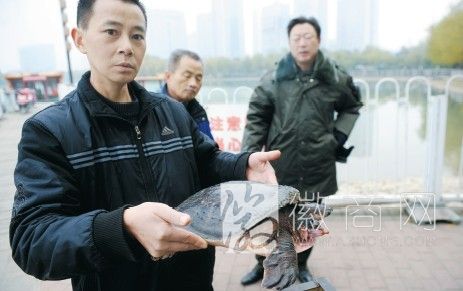合肥天鹅湖怪物 合肥天鹅湖放生