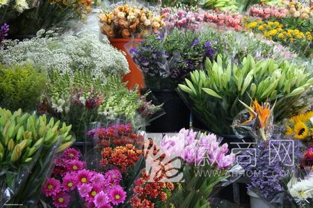 圣诞 元旦 合肥鲜花价格