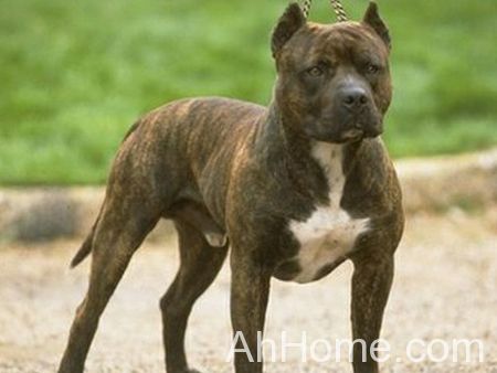 阜南恶犬伤人 比特犬