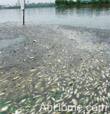 安庆市西小湖水质重度富营养化 大量鱼儿死亡