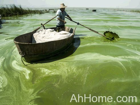 <a href='display.asp?id=7318' target='_blank'>巢湖蓝藻</a>爆发 巢湖水域已经出现蓝藻