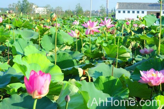 2013安徽撮镇荷花文化<a href='display.asp?id=14028' target='_blank'>旅游</a>节 撮镇荷花