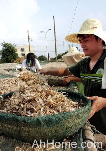安徽巢湖特产 巢湖有什么特产 巢湖银鱼