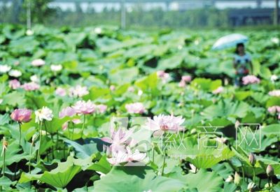 合肥撮镇万亩荷花田 合肥撮镇荷花