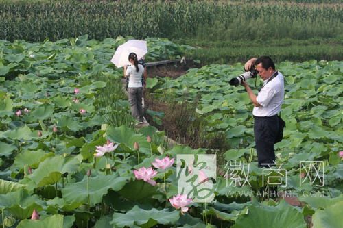 撮镇荷花文化<a href='display.asp?id=14028' target='_blank'>旅游</a>节 撮镇荷花节 <a href='display.asp?id=11739' target='_blank'>肥东</a>撮镇