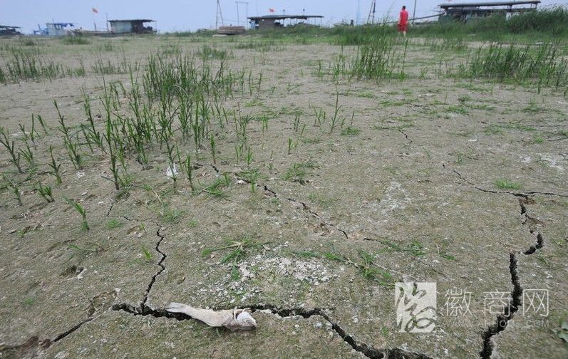 安徽干旱 干旱造成地面龟裂