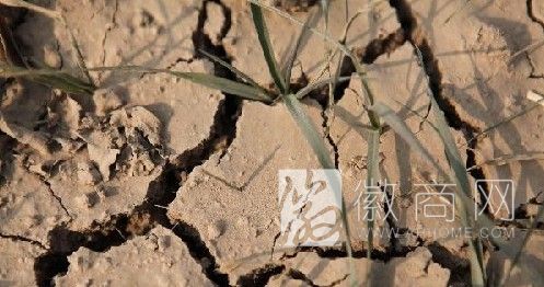 安徽启动抗旱预案Ⅳ级响应 土地干旱