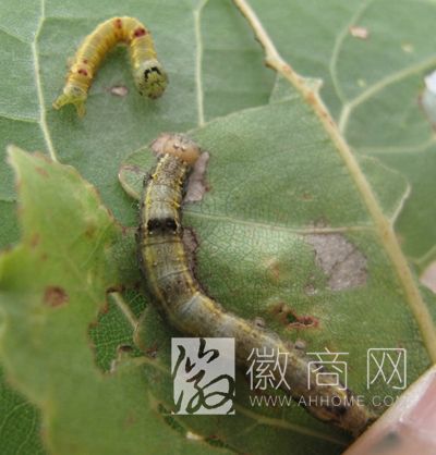 合肥杨树林将遭杨小舟蛾虫害威胁 杨小舟蛾幼虫