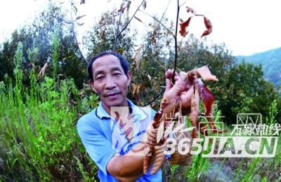 宁国山核桃 干旱 绝收