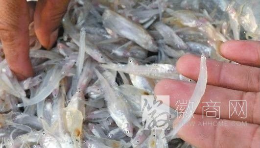 巢湖毛银鱼汛今晚开湖 巢湖银鱼