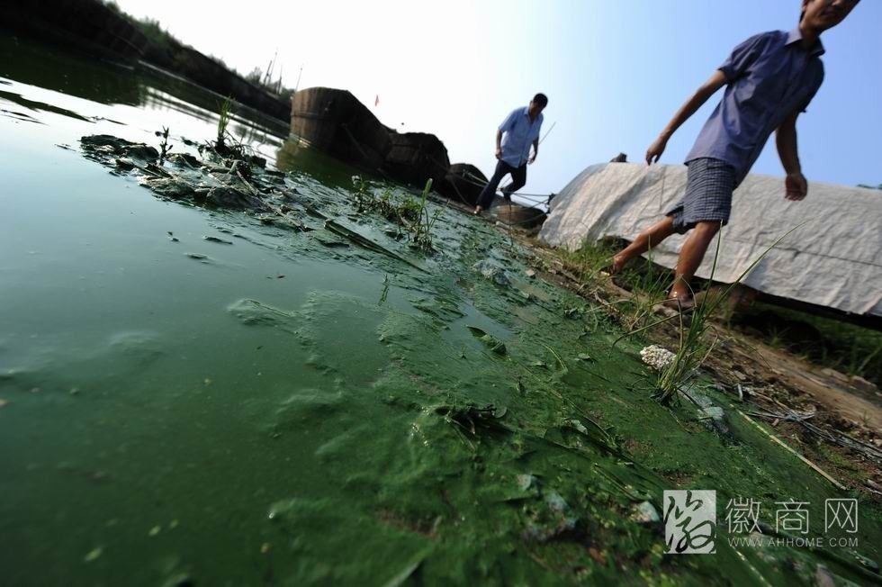 巢湖蓝藻 巢湖蓝藻治理