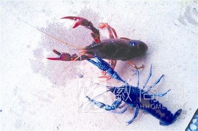 蓝色龙虾 天长蓝色龙虾 龙虾