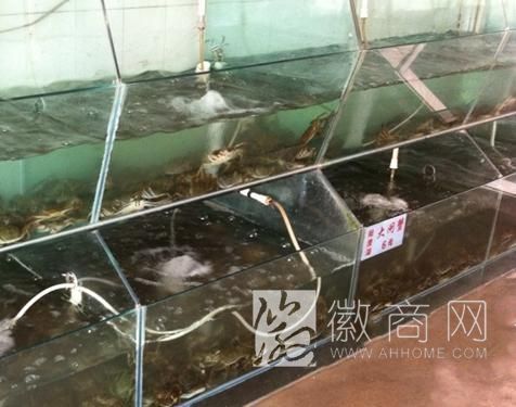 固城湖蟹 澄湖大闸蟹