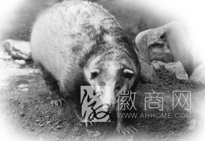 <a href='display.asp?id=11739' target='_blank'>肥东</a>一居民家地下被狗獾挖出“宫殿” 狗獾