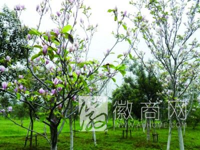 合肥植物园玉兰花反季节开放成奇景 合肥植物园玉兰花反季节开放