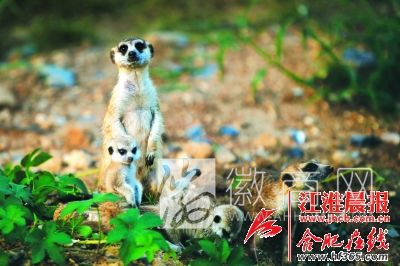 合肥野生动物园细尾獴生下两只小宝宝 合肥野生动物园细尾獴带着宝宝外出