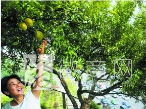 合肥一老人在楼顶种树30多年 沈师傅的儿媳妇李女士正在楼顶查看<a href='display.asp?id=11711'  target='_blank'>石榴</a>的长势