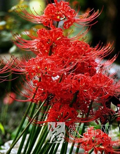 合肥植物园石蒜花开持续到10月 红色石蒜花