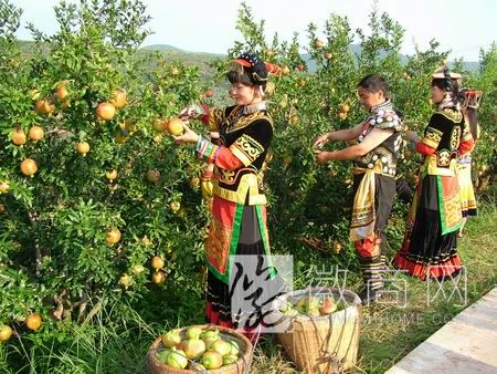 石榴文化旅游节 淮北 石榴节