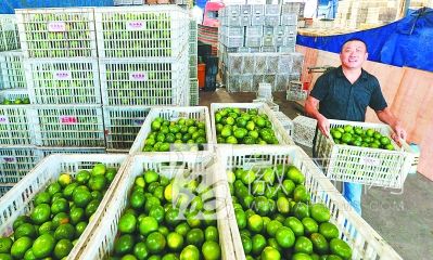 合肥周谷堆双节惠民团购启动 周谷堆水果批发