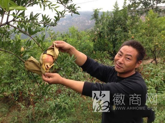 怀远石榴 怀远 石榴