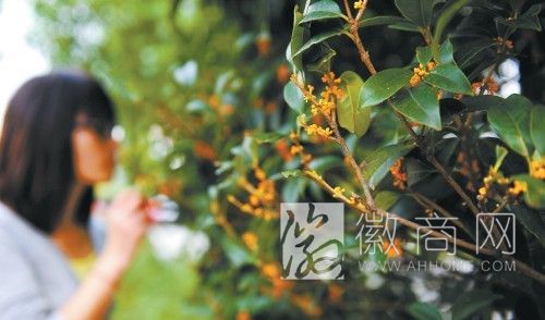 合肥植物园桂花提前开放 部分桂花已经开放
