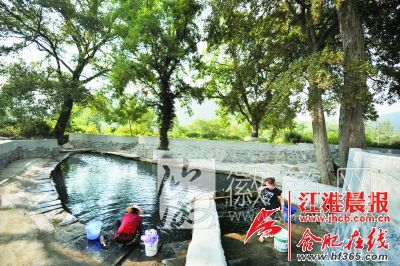 巢湖市发现罕见百年古树群落 村民在树下浆洗衣物
