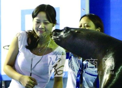 合肥海洋馆海狮夏娜将在国庆后退役送返南京 明星海狮与市民“吻别”