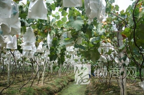 精细化种植可提高<a href='display.asp?id=15062' target='_blank'>大圩葡萄</a>品质 <a href='display.asp?id=15062' target='_blank'>大圩葡萄</a>