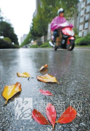 冷空气携风带雨继续给安徽降温 台风过后合肥街头红叶飘零