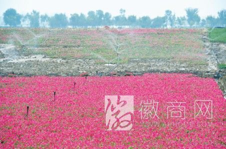 巢湖<a href='display.asp?id=9026' target='_blank'>牛角大圩</a> <a href='display.asp?id=9026' target='_blank'>牛角大圩</a> 巢湖