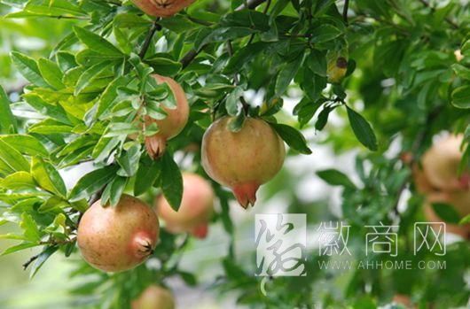 石榴文化<a href='display.asp?id=14028'  target='_blank'>旅游</a>节 <a href='display.asp?id=14027'  target='_blank'>淮北</a> 石榴节