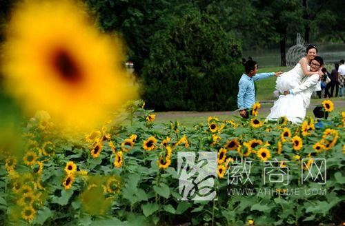 植物园秋季花展 合肥植物园