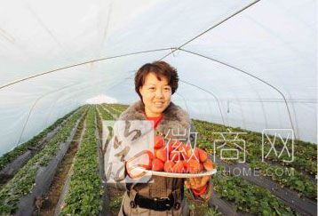 沈海燕 合肥市艳九天农业科技有限公司