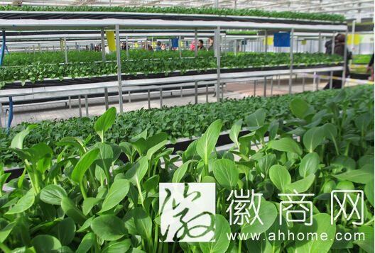 安徽农业科技孵化器 <a href='display.asp?id=11916' target='_blank'>芜湖</a>农业科技