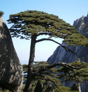 <a href='display.asp?id=12239' target='_blank'>黄山</a>