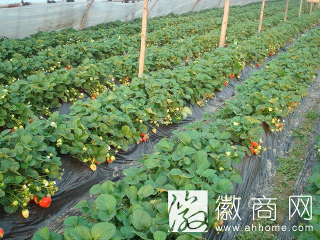 长丰太空草莓明年将上市 或将进入香港和俄罗斯市场