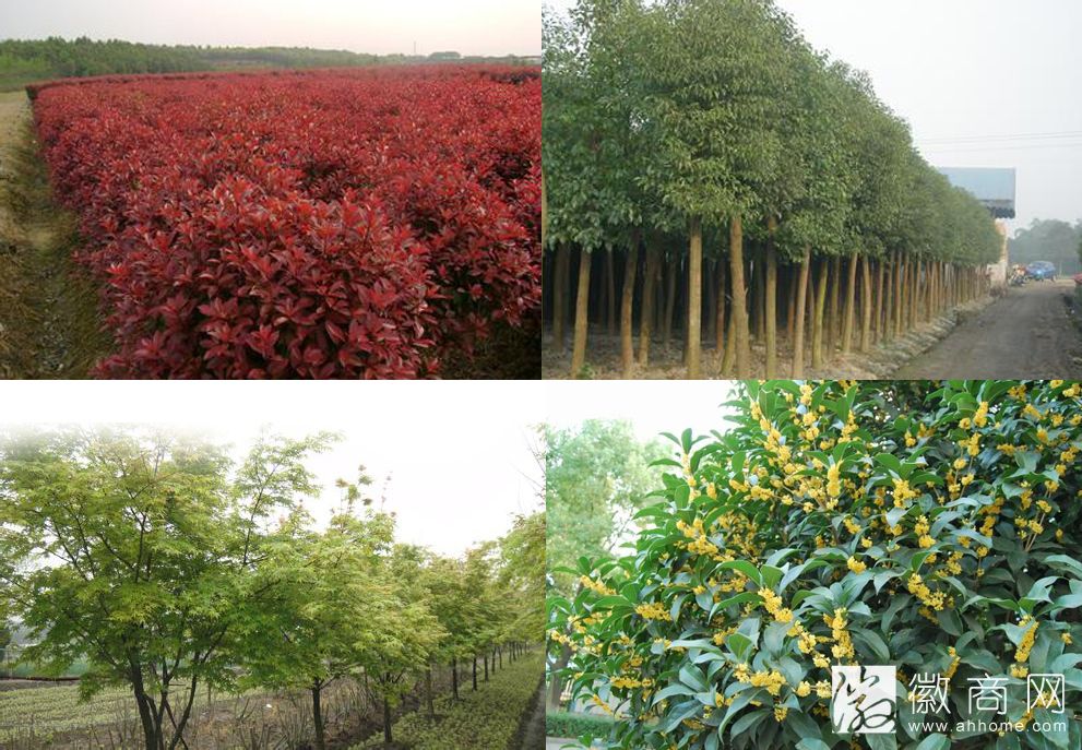 合肥市群兴花木生态有限公司产品