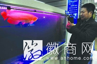 红金龙鱼